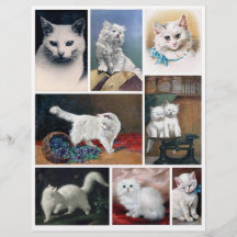 Imagens reais (não de IA) de gatos brancos da era