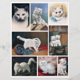 Imagens reais (não de IA) de gatos brancos da era