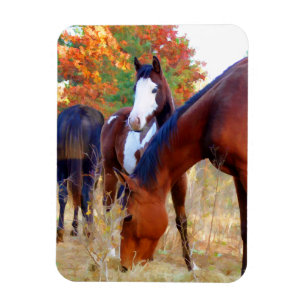 Ímãs bonitos do cavalo