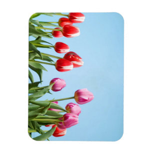 Ímãs das tulipas do primavera