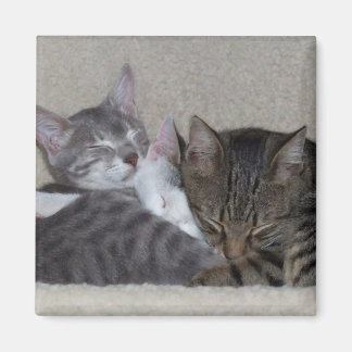 Imãs de geladeira de gatos