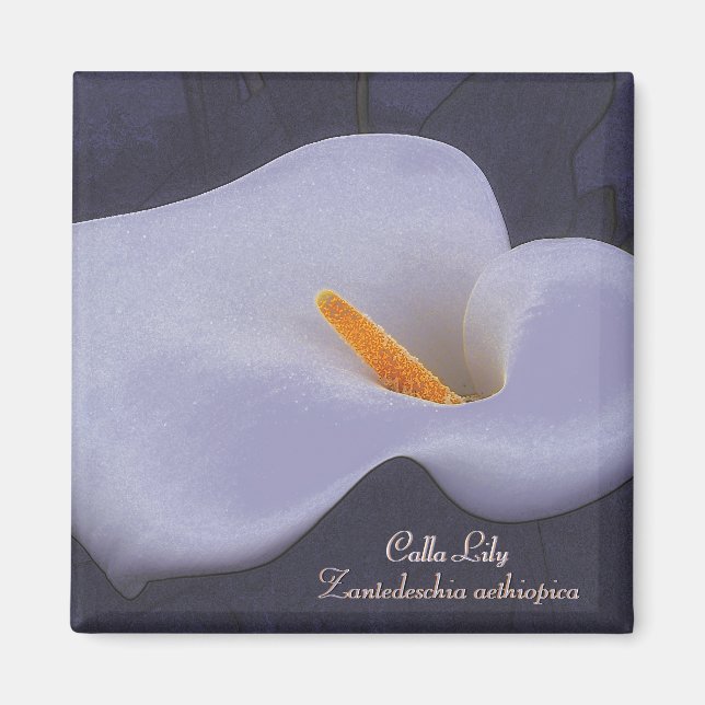 Imãs de geladeira de Ilustração Calla Lily (Frente)