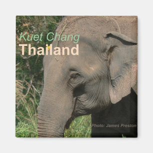 Imãs de geladeira do elefante de Kuet Chang