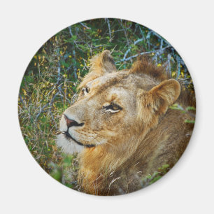 Imãs de geladeira masculinas africanas do leão