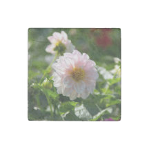 Dália branca na foto do jardim