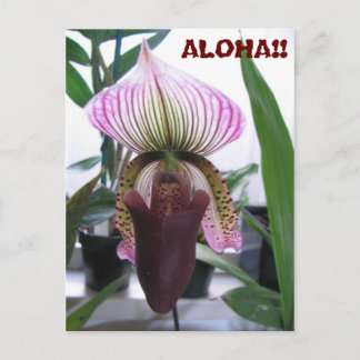 IMG_1248, ALOHA!  Cartão Postal