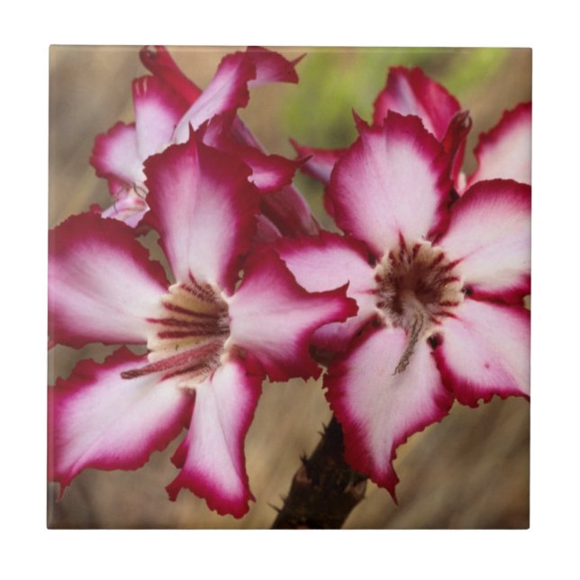 Impala Lily (Adenium Multiflorum), Kruger (Frente)