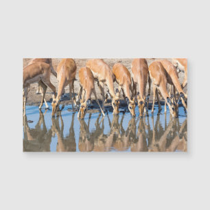 Impalas at the waterhole