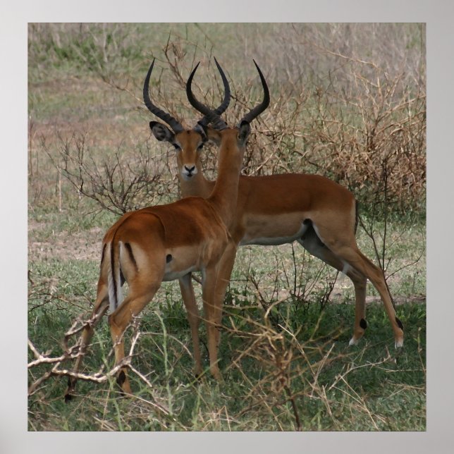 Impalas no Serengeti - Impressão (Frente)