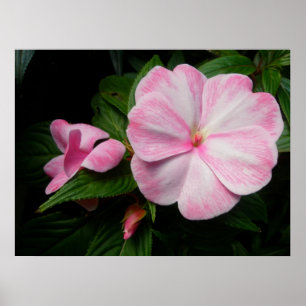 Impatite Poster branco rosa