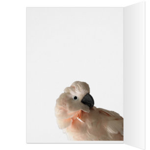 Importar-se está compartilhando do cartão