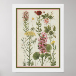 Impressão 1849 botânico por Jane Loudon 12x16