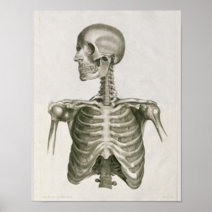 Impressão 1853 esqueletal da arte da anatomia do