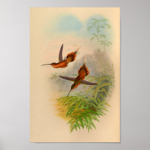 Impressão 1861 do colibri do eremita do vintage