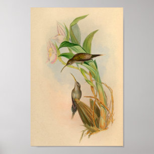 Impressão 1861 do colibri do eremita do vintage