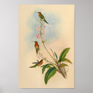 Impressão 1861 do colibri do eremita do vintage