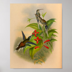 Impressão 1861 do colibri do eremita do vintage