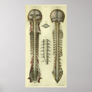 Impressão 1866 da anatomia dos nervos da medula