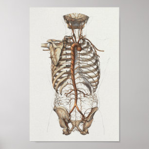 Impressão 1867 de esqueleto da anatomia do vintag