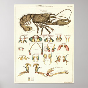 Impressão 1881 da anatomia da biologia da lagosta