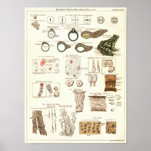 Impressão 1881 da anatomia da biologia do sapo do