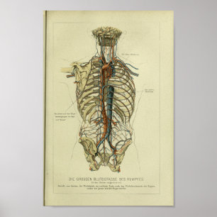 Impressão 1886 humano da anatomia da artéria do