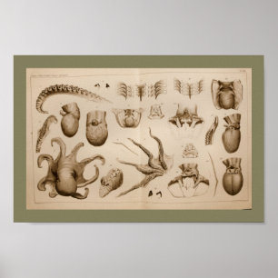 Impressão 1896 da arte da anatomia do polvo do