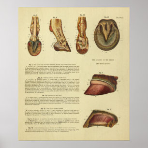 Impressão 1900 da anatomia do casco do pé do