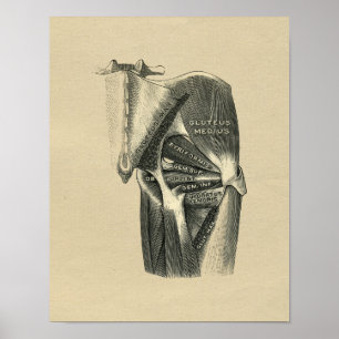 Impressão 1902 anca humano do vintage da anatomia