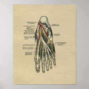 Impressão 1902 do vintage da anatomia do pé huma