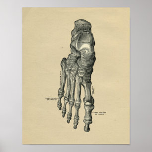 Impressão 1902 do vintage da anatomia do pé huma
