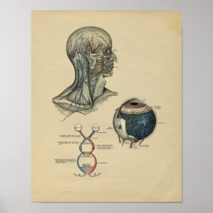 Impressão 1902 do vintage da anatomia do pescoço