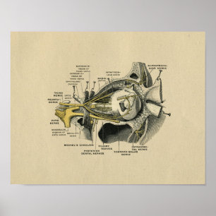 Impressão 1902 do vintage da anatomia dos nervos