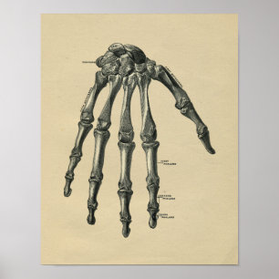 Impressão 1902 humano do vintage da anatomia da