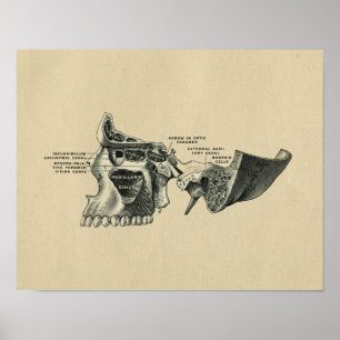 Impressão 1902 humano do vintage da anatomia das