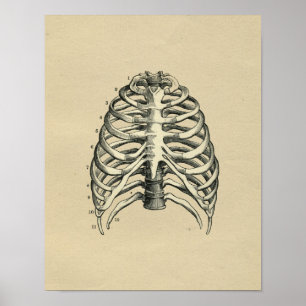 Impressão 1902 humano do vintage da anatomia de