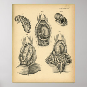 Impressão 1908 abdominal do vintage da anatomia d