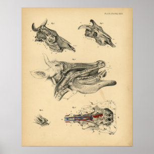 Impressão 1908 do vintage da anatomia da cabeça 