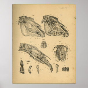 Impressão 1908 do vintage da anatomia do crânio 