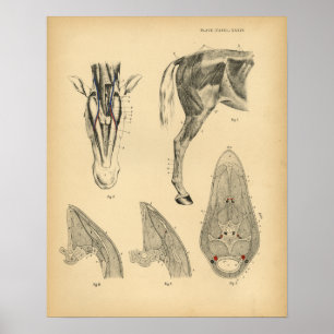 Impressão 1908 do vintage da anatomia do músculo