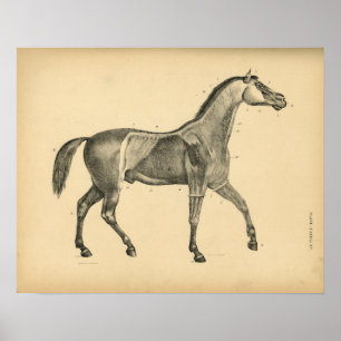 Impressão 1908 do vintage da anatomia do músculo