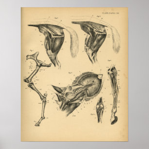 Impressão 1908 do vintage da anatomia do músculo