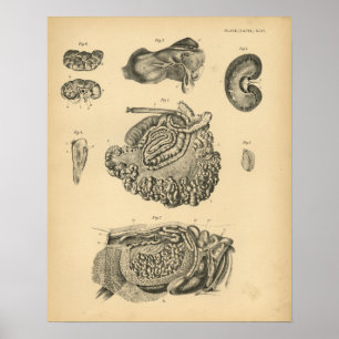 Impressão 1908 do vintage da anatomia dos