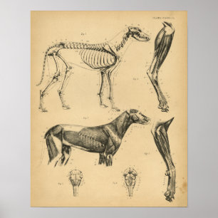 Impressão 1908 do vintage da anatomia dos múscul