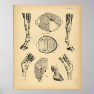 Impressão 1908 do vintage da anatomia dos tendõe