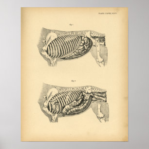 Impressão 1908 interno do vintage da anatomia do