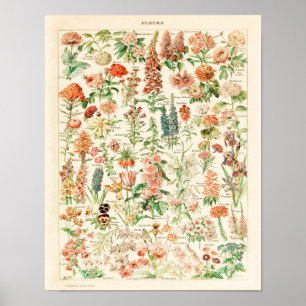 Impressão 1909 - Adolphe Millot Poster