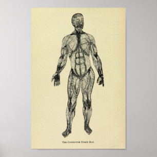 Impressão 1920 da arte da anatomia do tecido