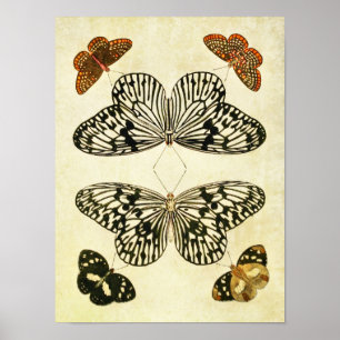 Impressão 193 da borboleta do vintage