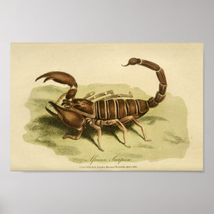 Impressão africano da história natural do